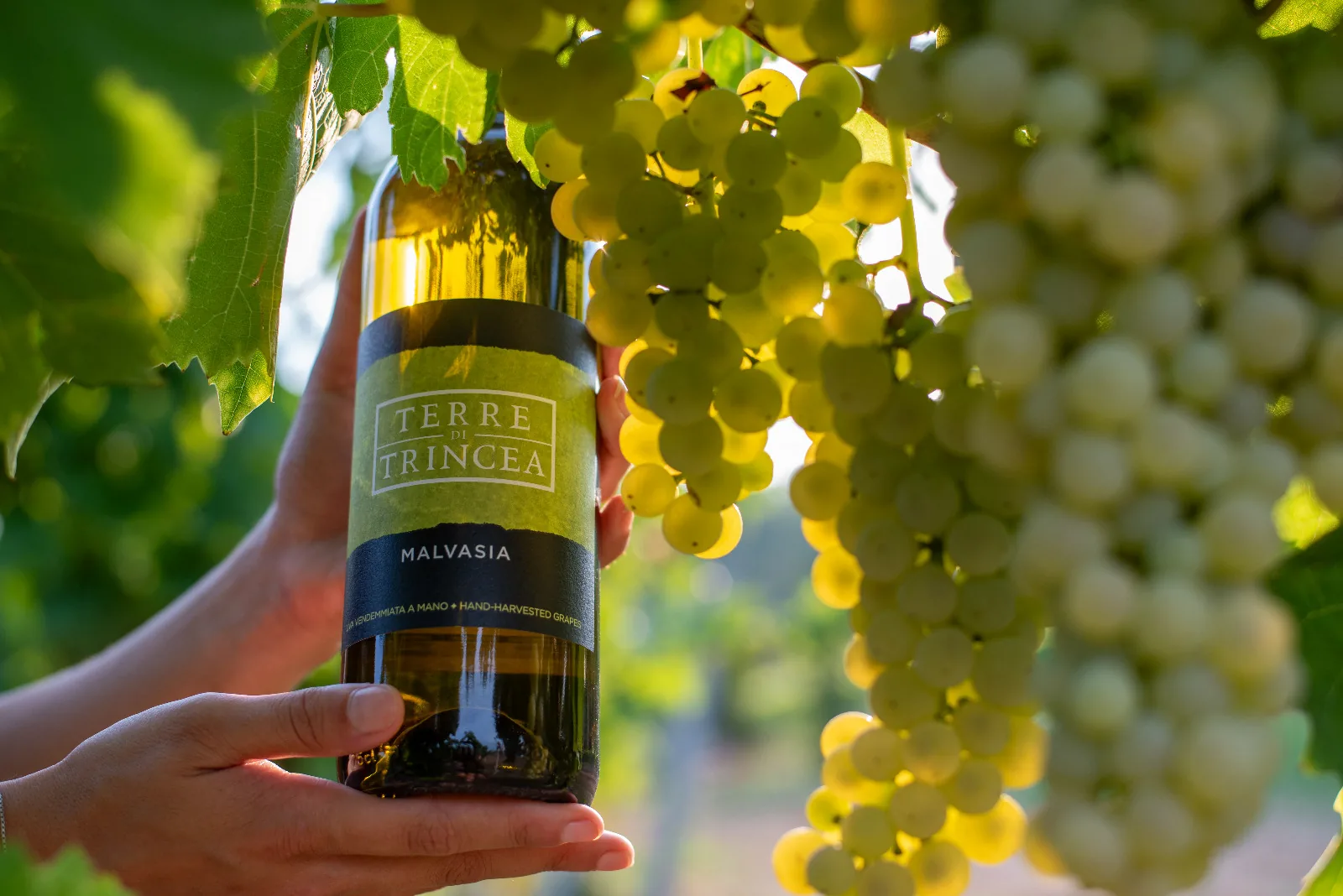 Una bottiglia Terre di Trincea davanti ai vigneti di Medea