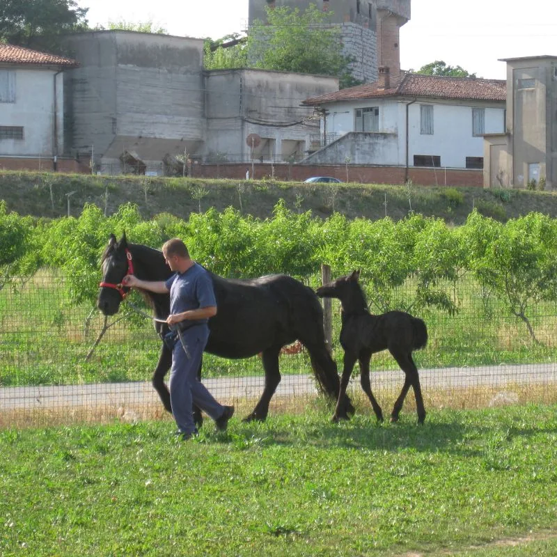 05-fattoria-didattica-cavalli-puledro-fattoria-medea